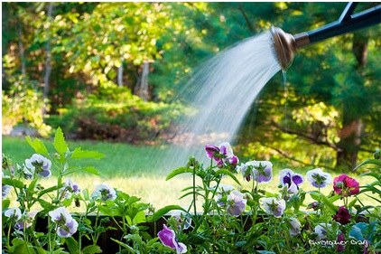 Sewage Billing News: 2023 Watering Allowance